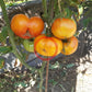 Amber Baron DER TOMATENFLÜSTERER