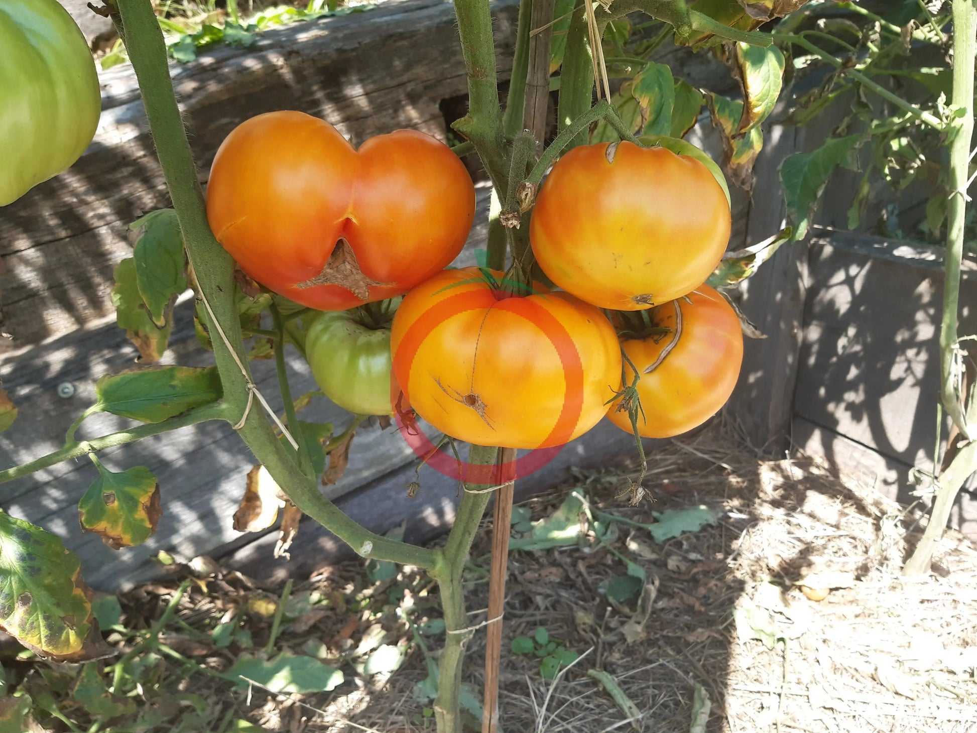 Amber Baron DER TOMATENFLÜSTERER