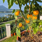 Amber Colored DER TOMATENFLÜSTERER