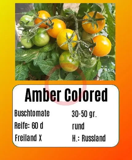 Amber Colored DER TOMATENFLÜSTERER