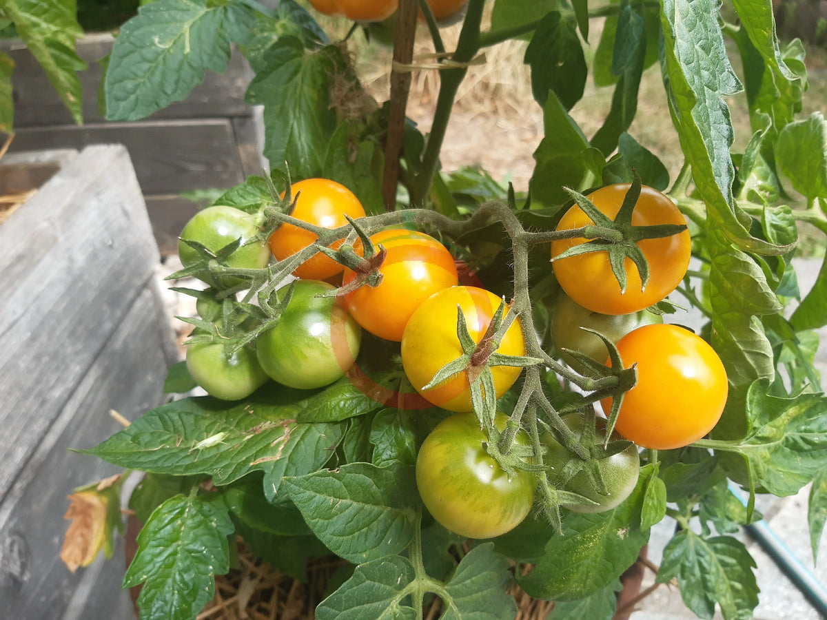 Amber Colored – DER TOMATENFLÜSTERER
