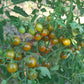 Amber Keyes DER TOMATENFLÜSTERER