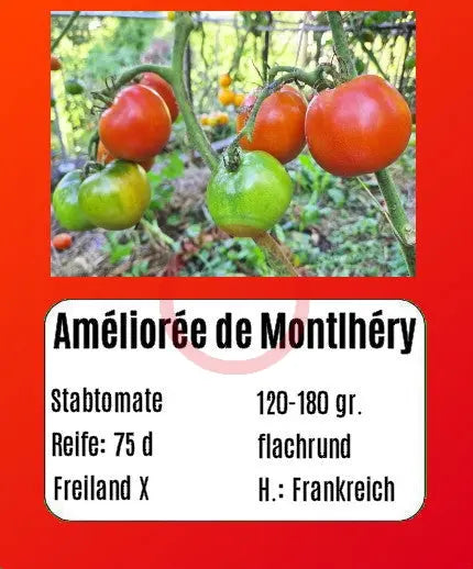 Améliorée de Montlhéry DER TOMATENFLÜSTERER