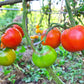 Améliorée de Montlhéry DER TOMATENFLÜSTERER