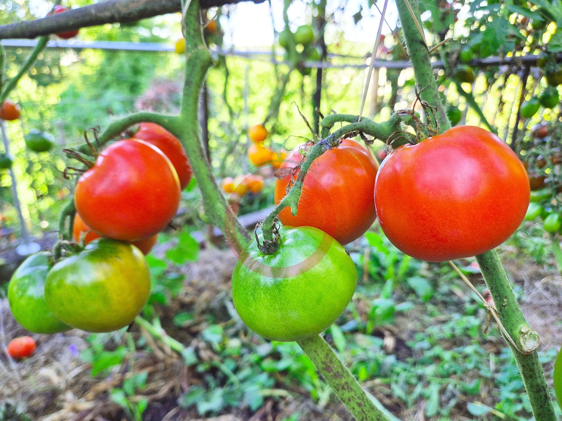 Améliorée de Montlhéry DER TOMATENFLÜSTERER
