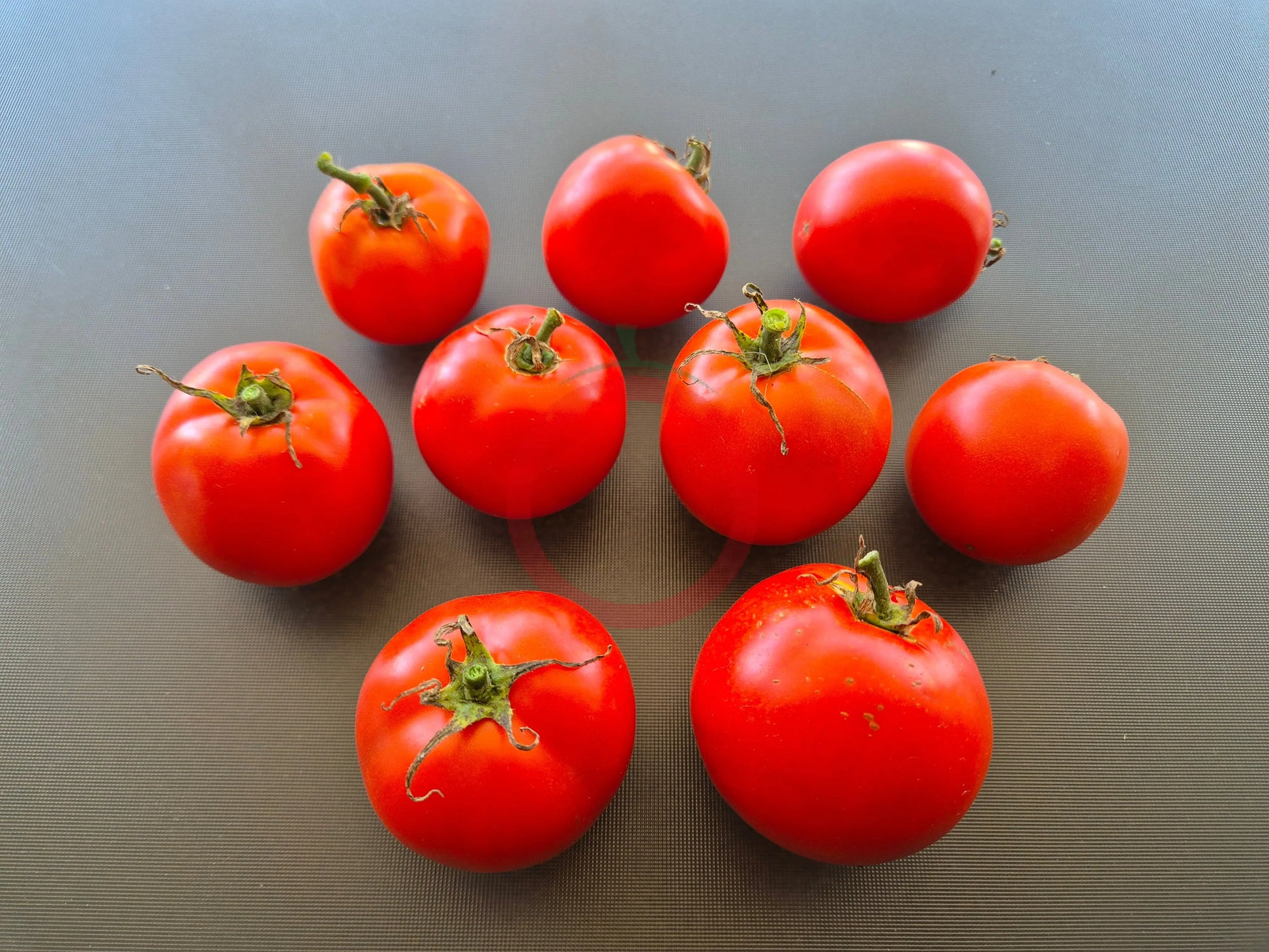 Améliorée de Montlhéry DER TOMATENFLÜSTERER