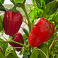 American Crown DER TOMATENFLÜSTERER