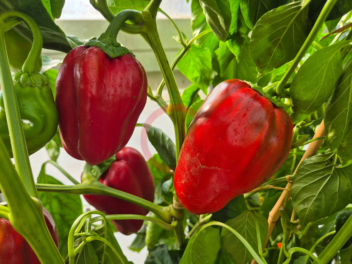 American Crown DER TOMATENFLÜSTERER