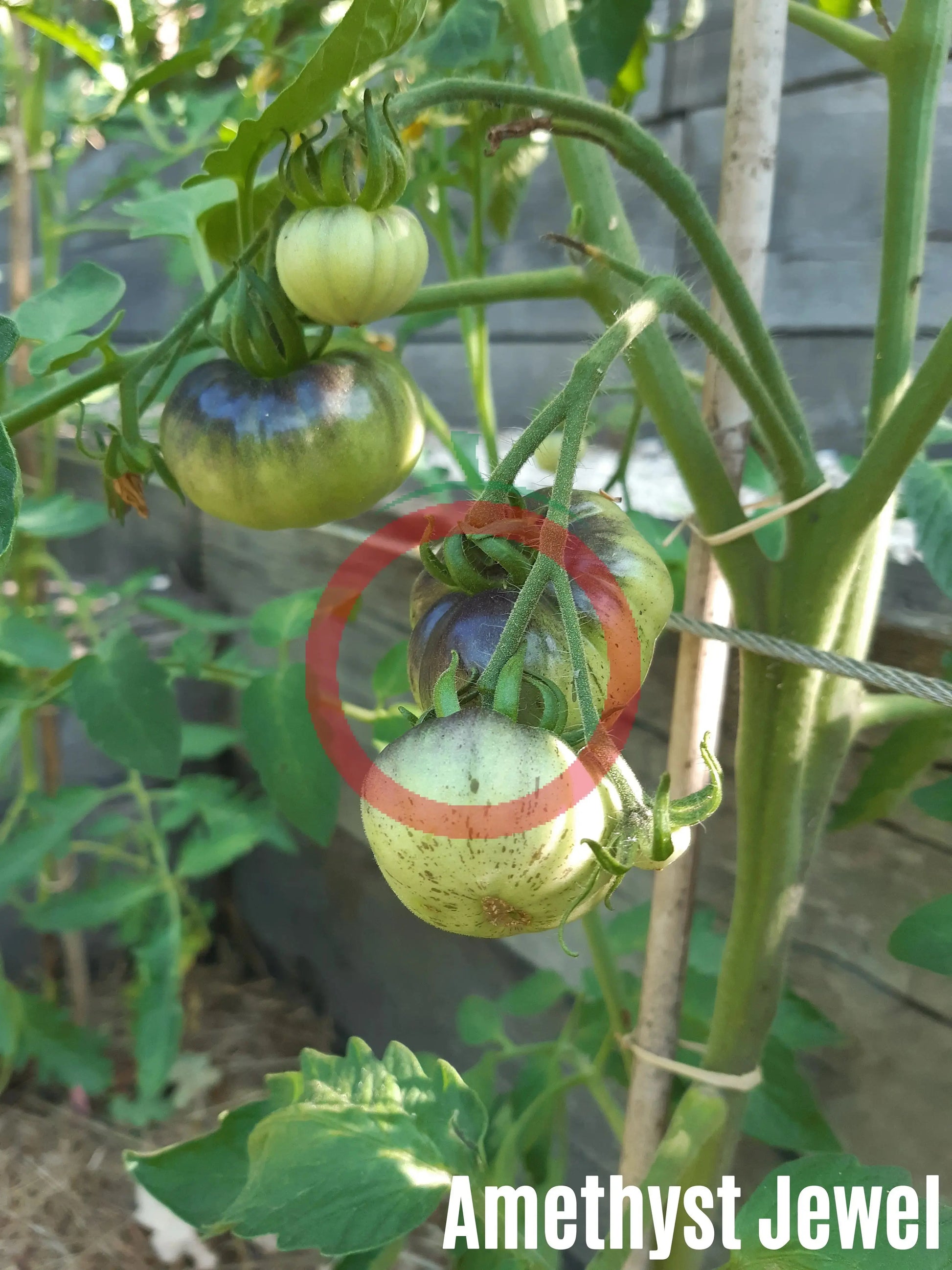 Amethyst Jewel DER TOMATENFLÜSTERER