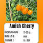 Amish Cherry DER TOMATENFLÜSTERER