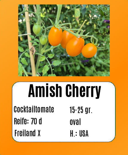 Amish Cherry DER TOMATENFLÜSTERER