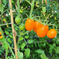 Amish Cherry DER TOMATENFLÜSTERER