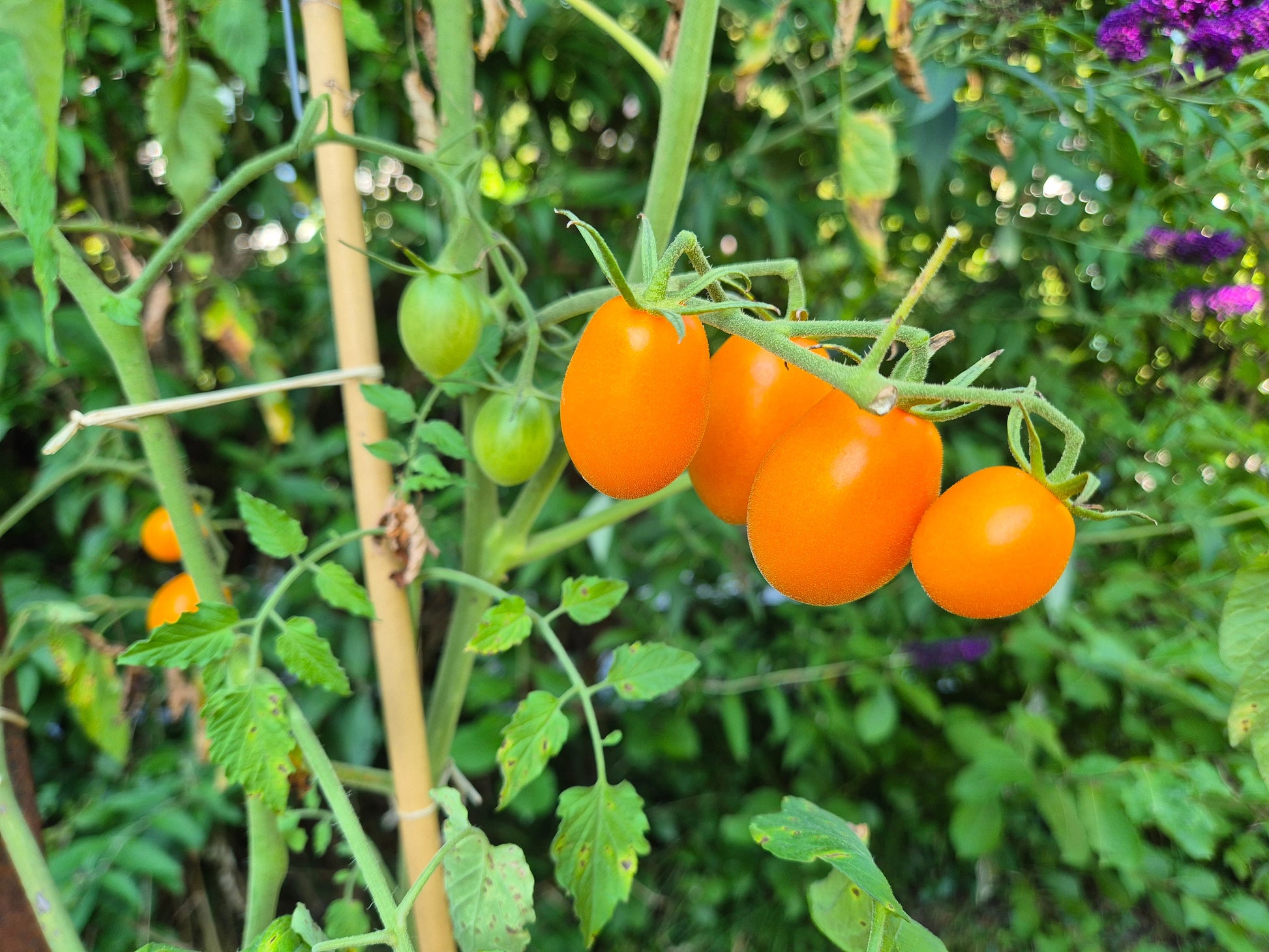 Amish Cherry DER TOMATENFLÜSTERER