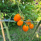Amish Cherry DER TOMATENFLÜSTERER