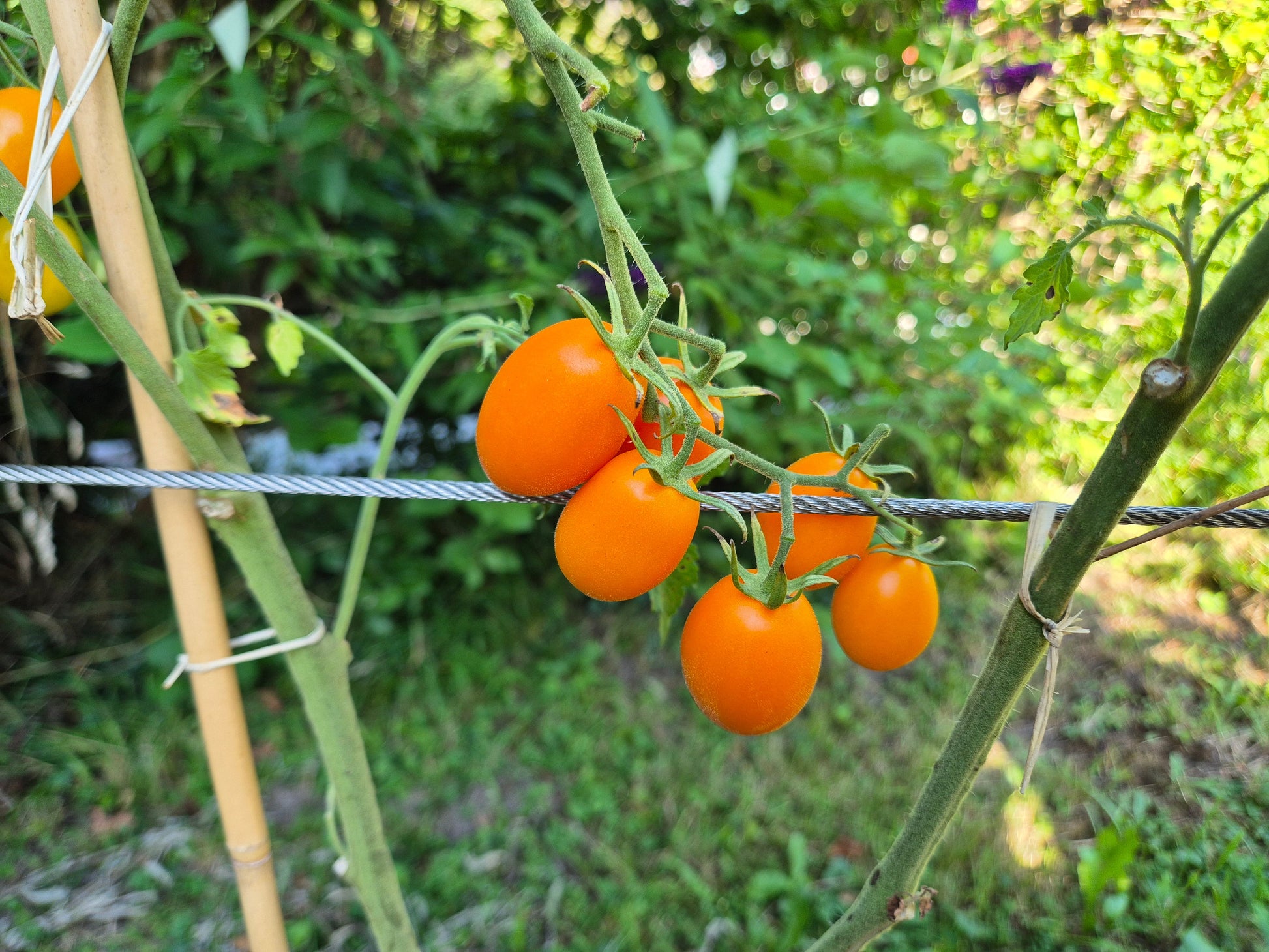 Amish Cherry DER TOMATENFLÜSTERER