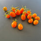 Amish Cherry DER TOMATENFLÜSTERER