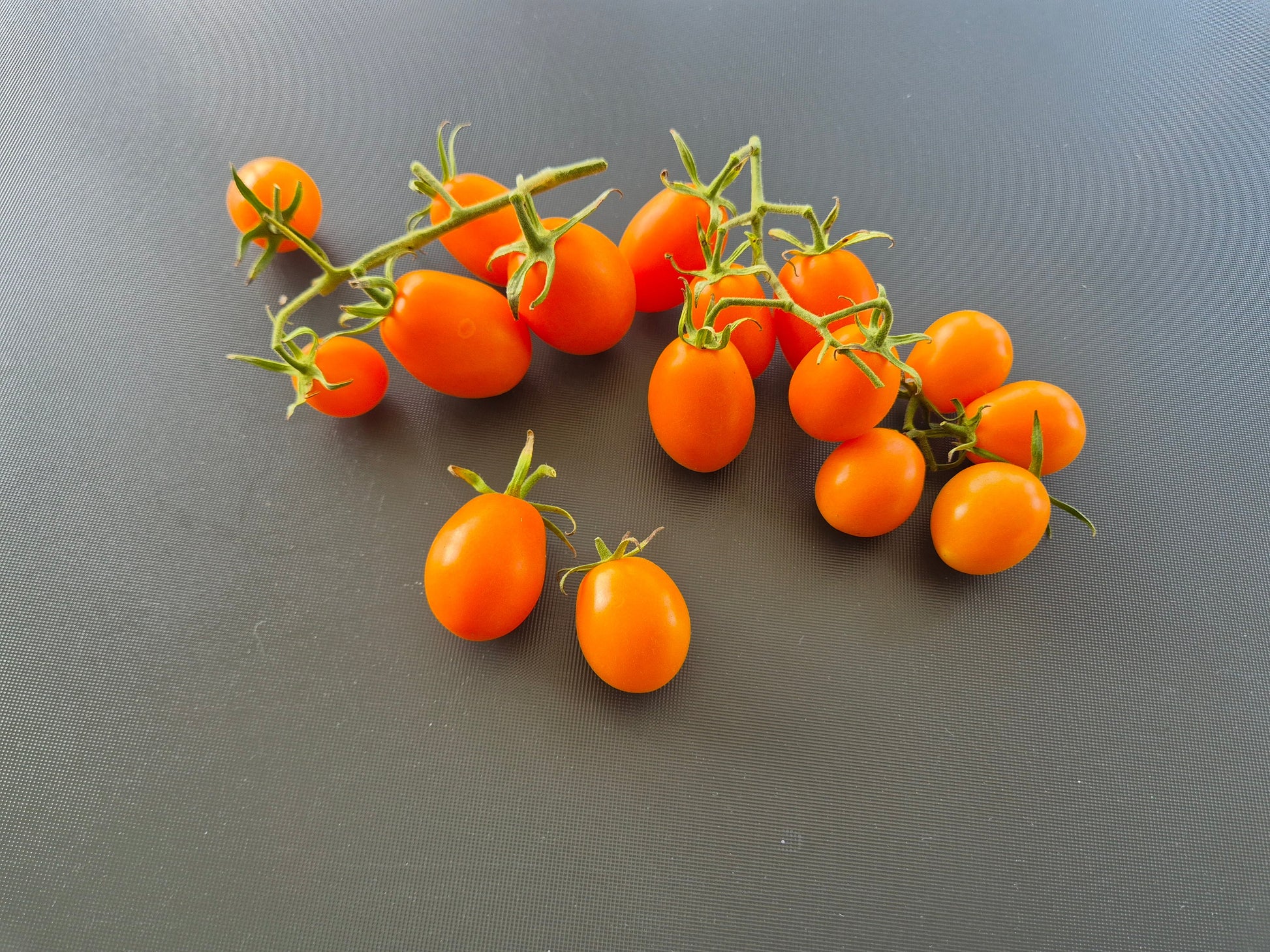 Amish Cherry DER TOMATENFLÜSTERER