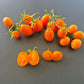 Amish Cherry DER TOMATENFLÜSTERER