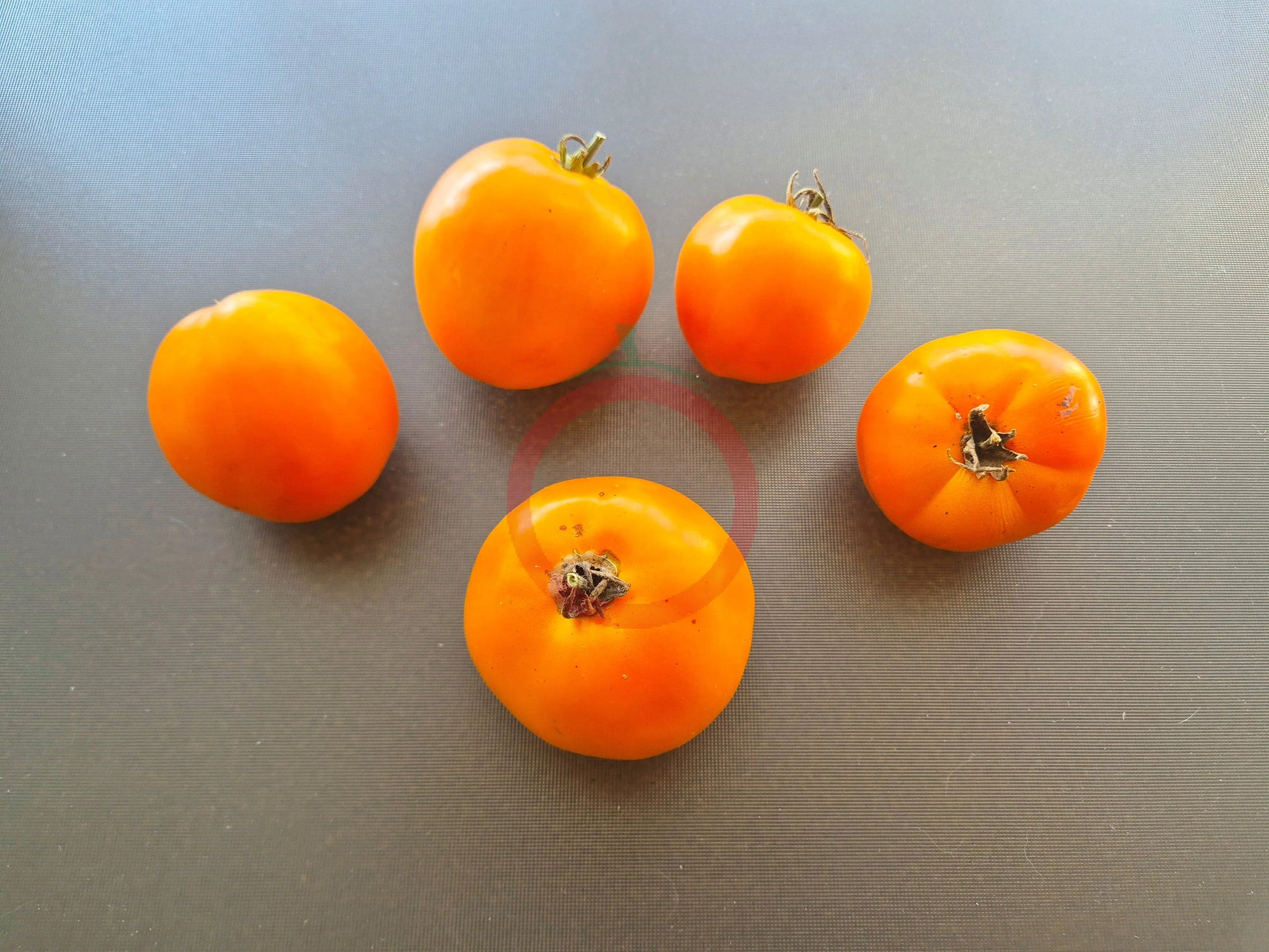 Amish Gold Slicer DER TOMATENFLÜSTERER