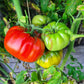 Amra Fleischparadeiser DER TOMATENFLÜSTERER