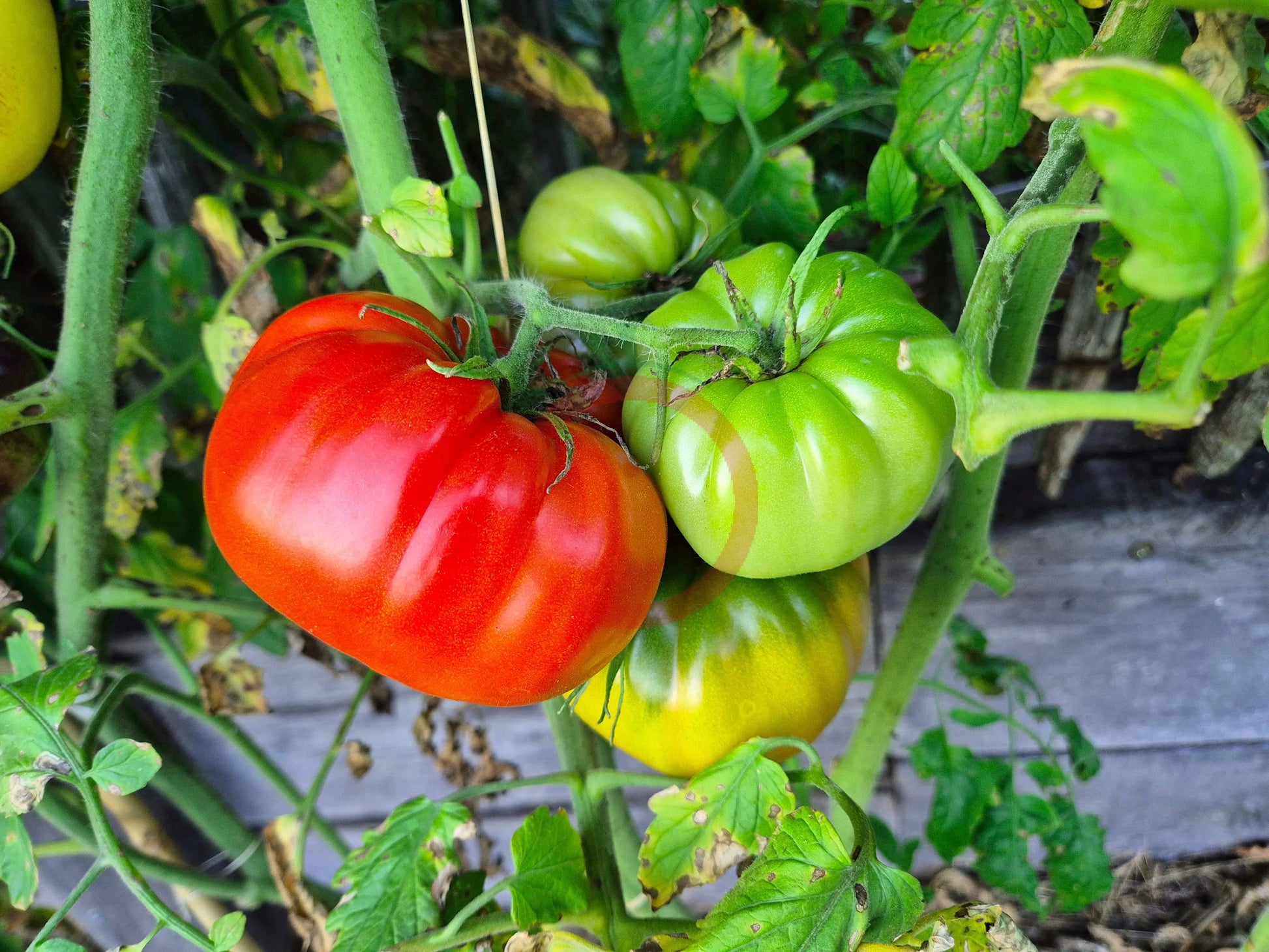 Amra Fleischparadeiser DER TOMATENFLÜSTERER