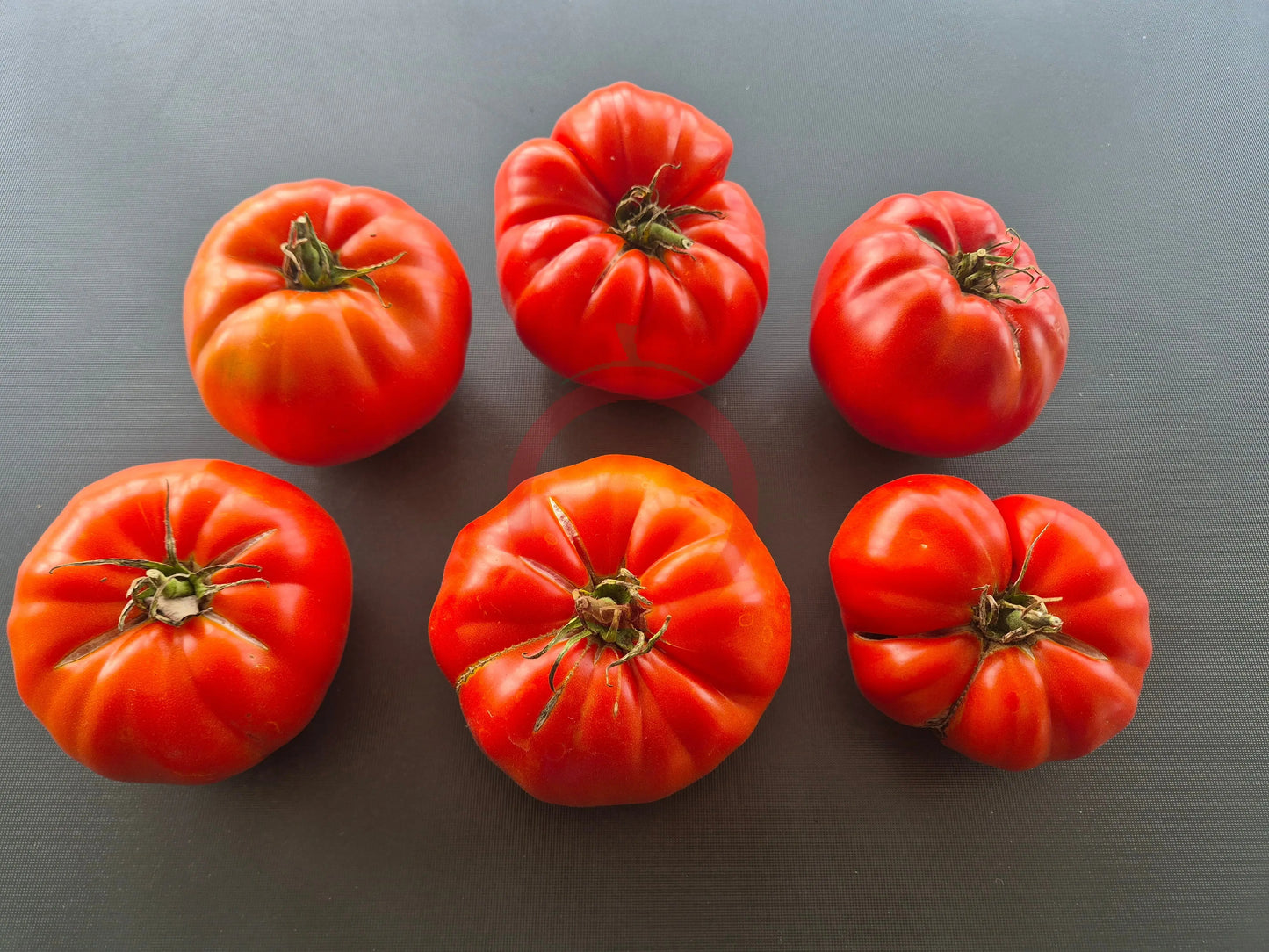 Amra Fleischparadeiser DER TOMATENFLÜSTERER