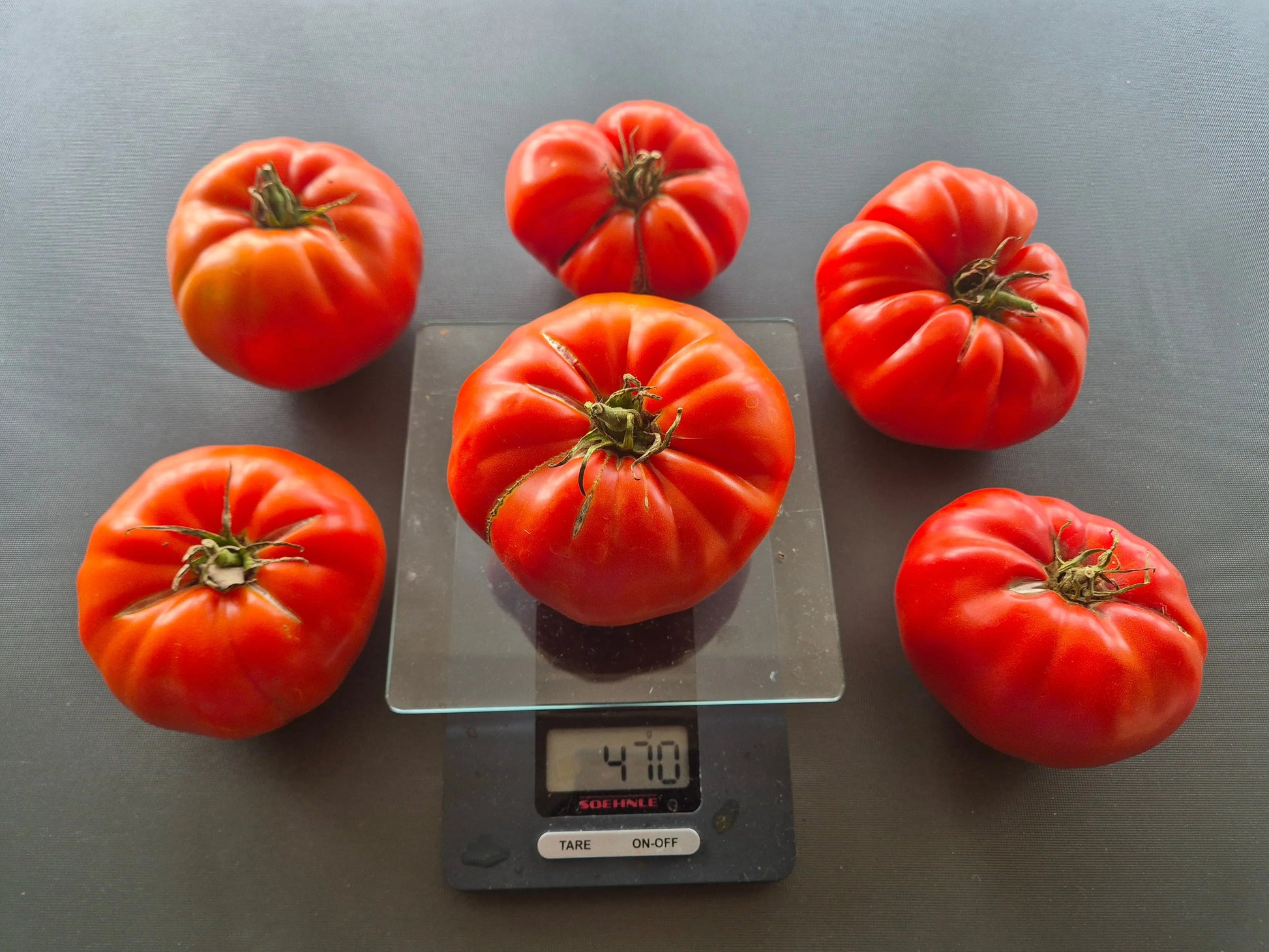 Amra Fleischparadeiser DER TOMATENFLÜSTERER