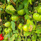 Amra Fleischparadeiser DER TOMATENFLÜSTERER
