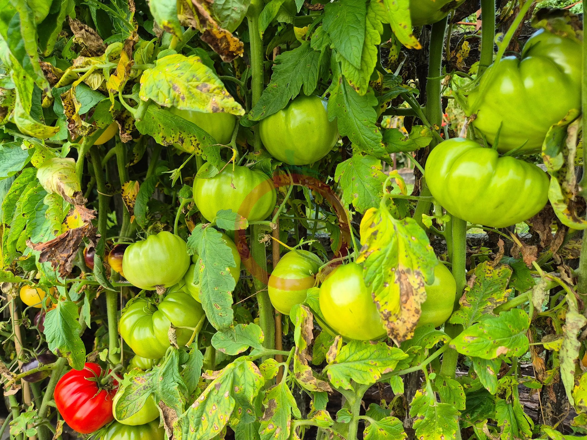 Amra Fleischparadeiser DER TOMATENFLÜSTERER