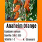 Anaheim Orange DER TOMATENFLÜSTERER