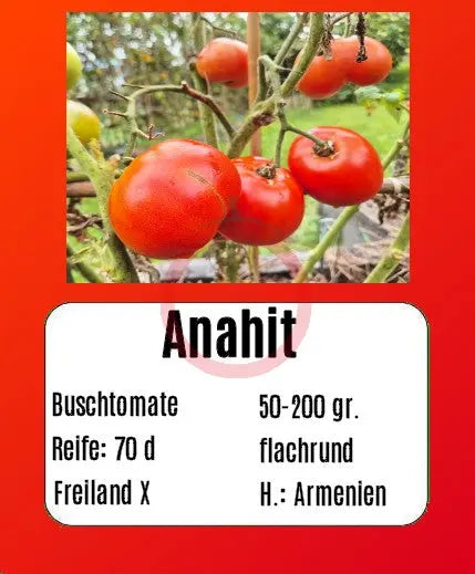 Anahit DER TOMATENFLÜSTERER