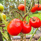Anahit DER TOMATENFLÜSTERER