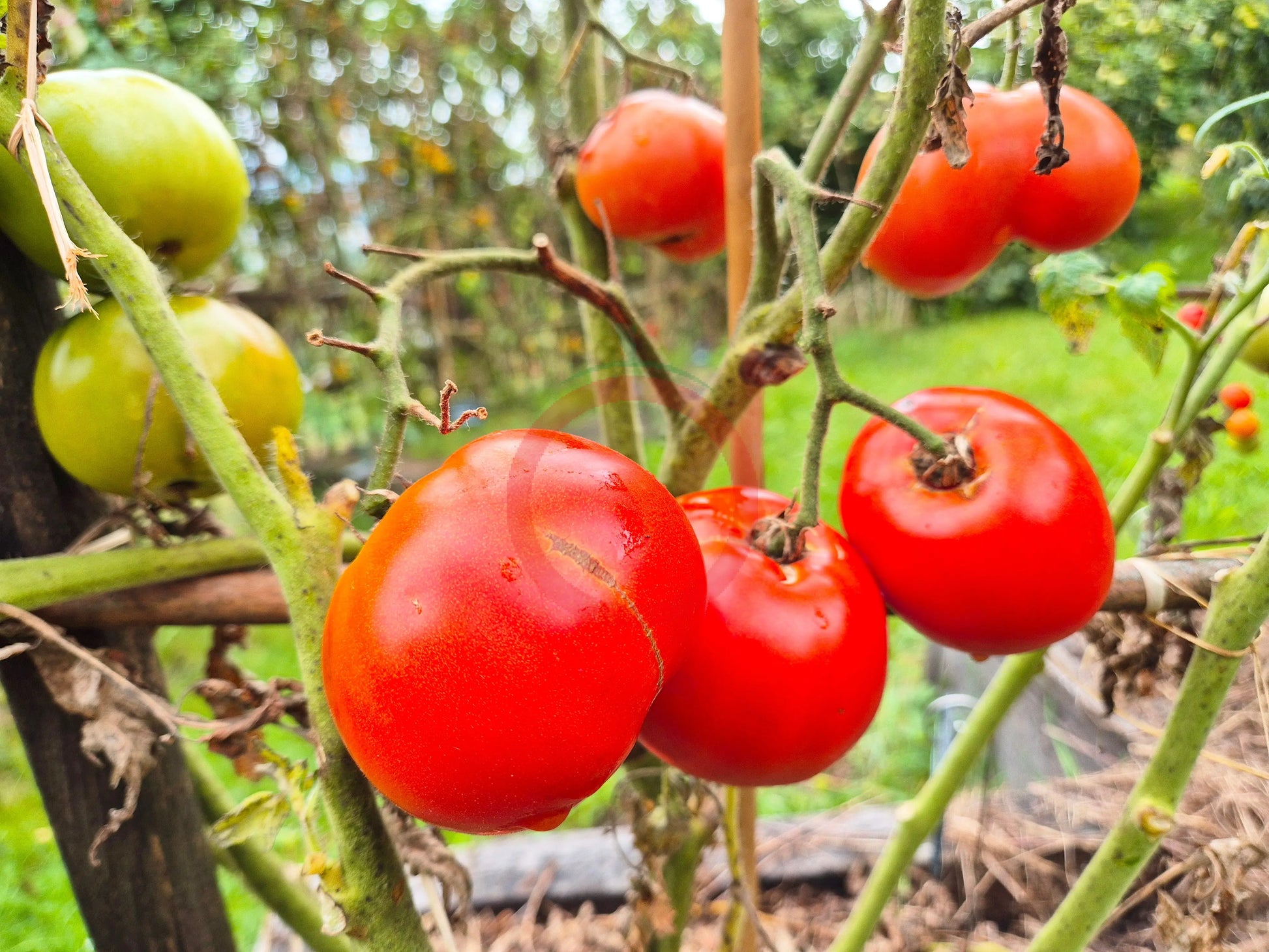 Anahit DER TOMATENFLÜSTERER