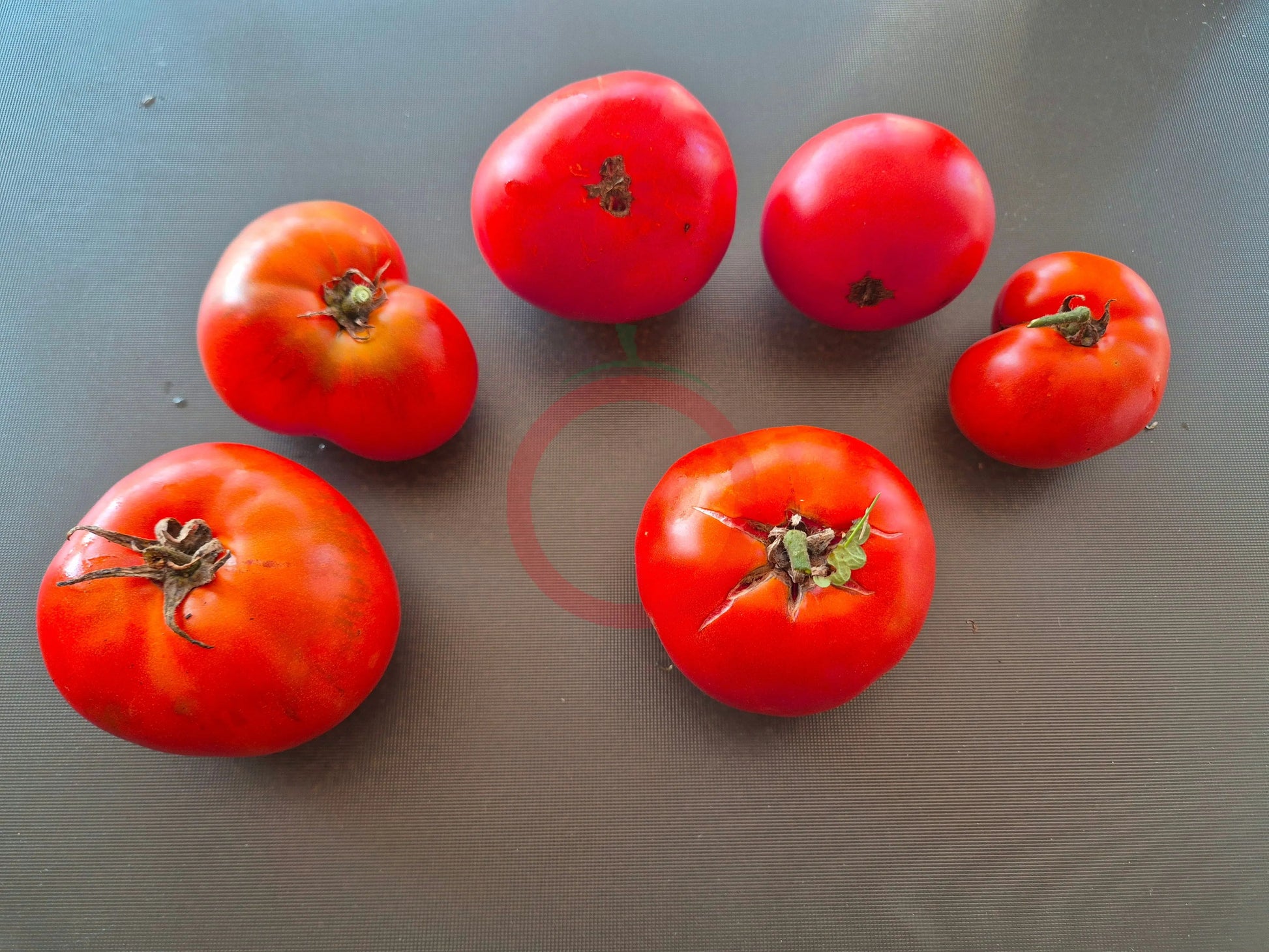 Anahit DER TOMATENFLÜSTERER