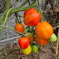 Ananas Beuteltomate DER TOMATENFLÜSTERER
