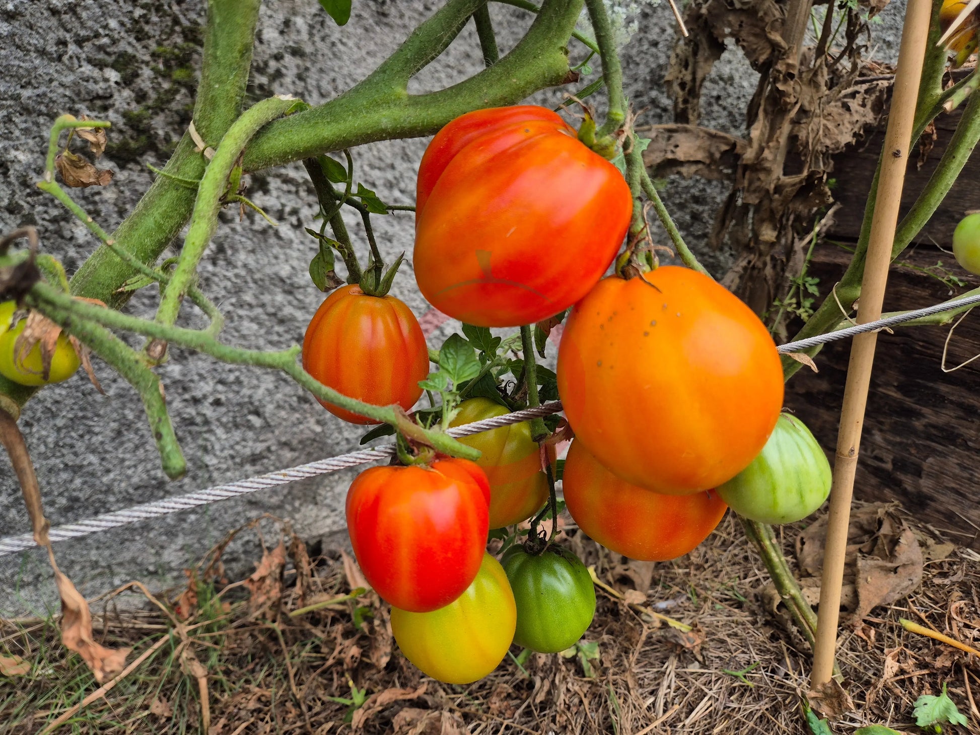 Ananas Beuteltomate DER TOMATENFLÜSTERER