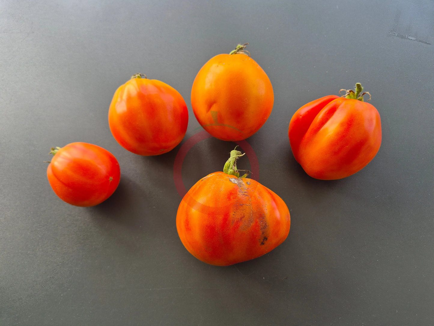 Ananas Beuteltomate DER TOMATENFLÜSTERER