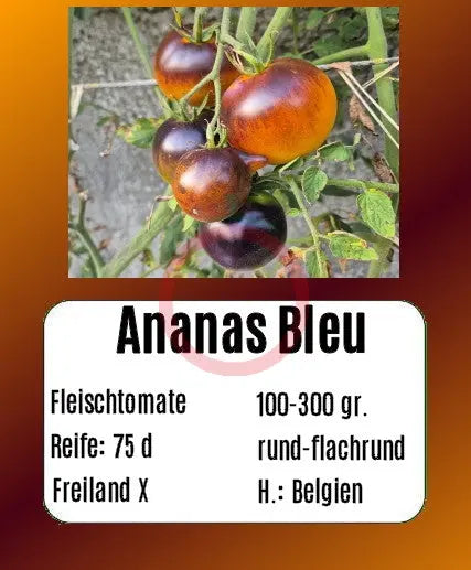 Ananas Bleu DER TOMATENFLÜSTERER