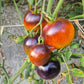 Ananas Bleu DER TOMATENFLÜSTERER
