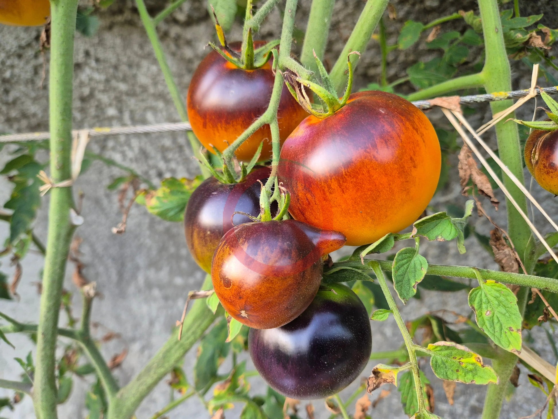 Ananas Bleu DER TOMATENFLÜSTERER