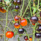 Ananas Bleu DER TOMATENFLÜSTERER