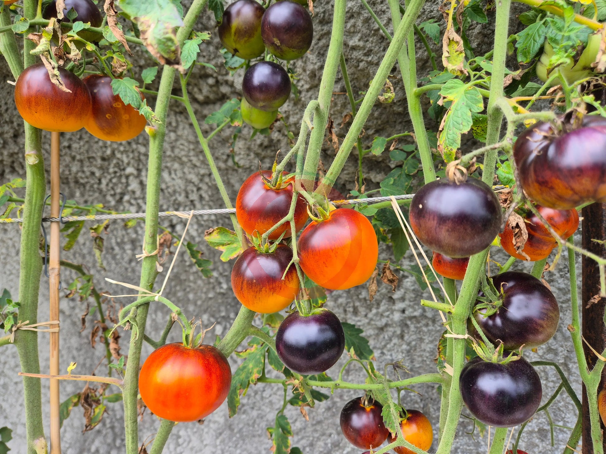 Ananas Bleu DER TOMATENFLÜSTERER