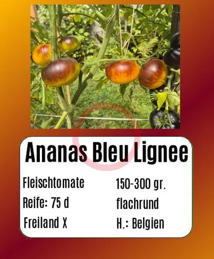 Ananas Blue Lignée DER TOMATENFLÜSTERER