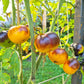 Ananas Blue Lignée DER TOMATENFLÜSTERER