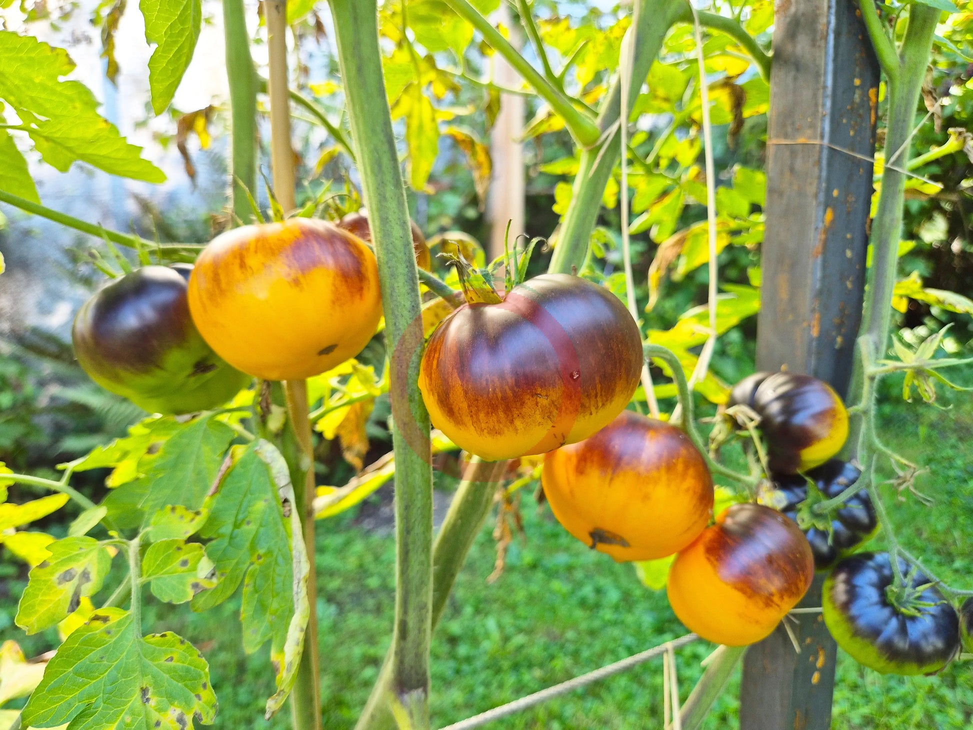 Ananas Blue Lignée DER TOMATENFLÜSTERER
