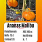 Ananas Malibu DER TOMATENFLÜSTERER