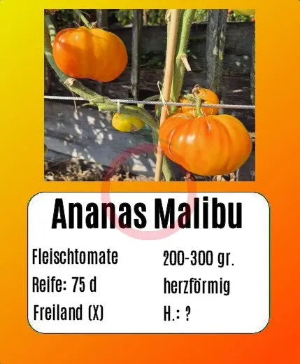 Ananas Malibu DER TOMATENFLÜSTERER