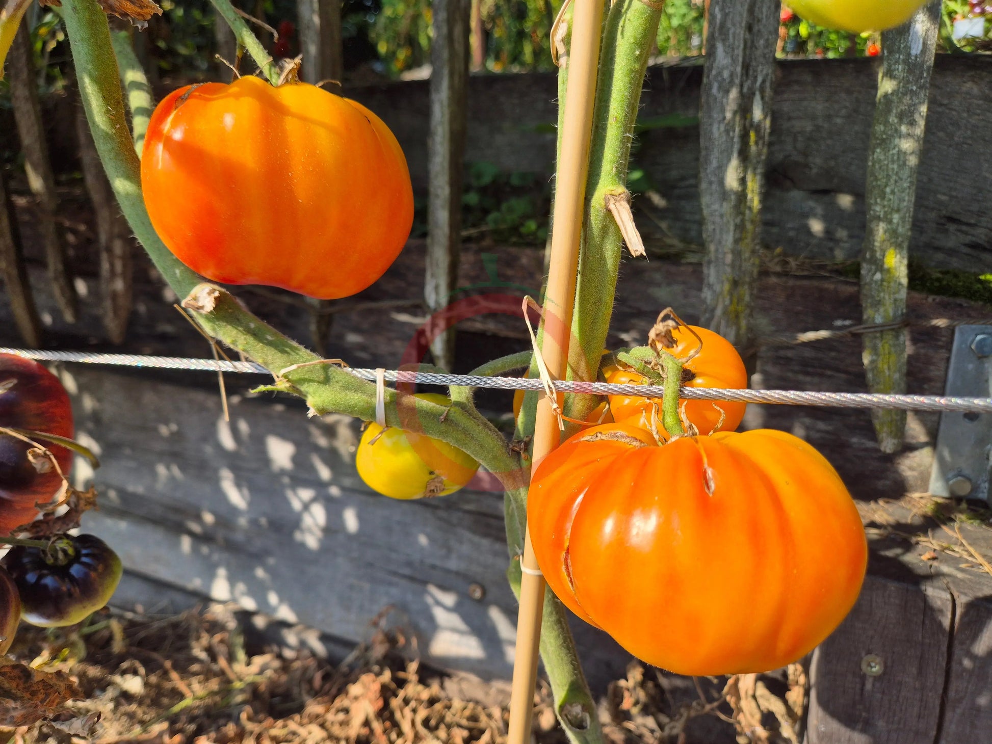 Ananas Malibu DER TOMATENFLÜSTERER