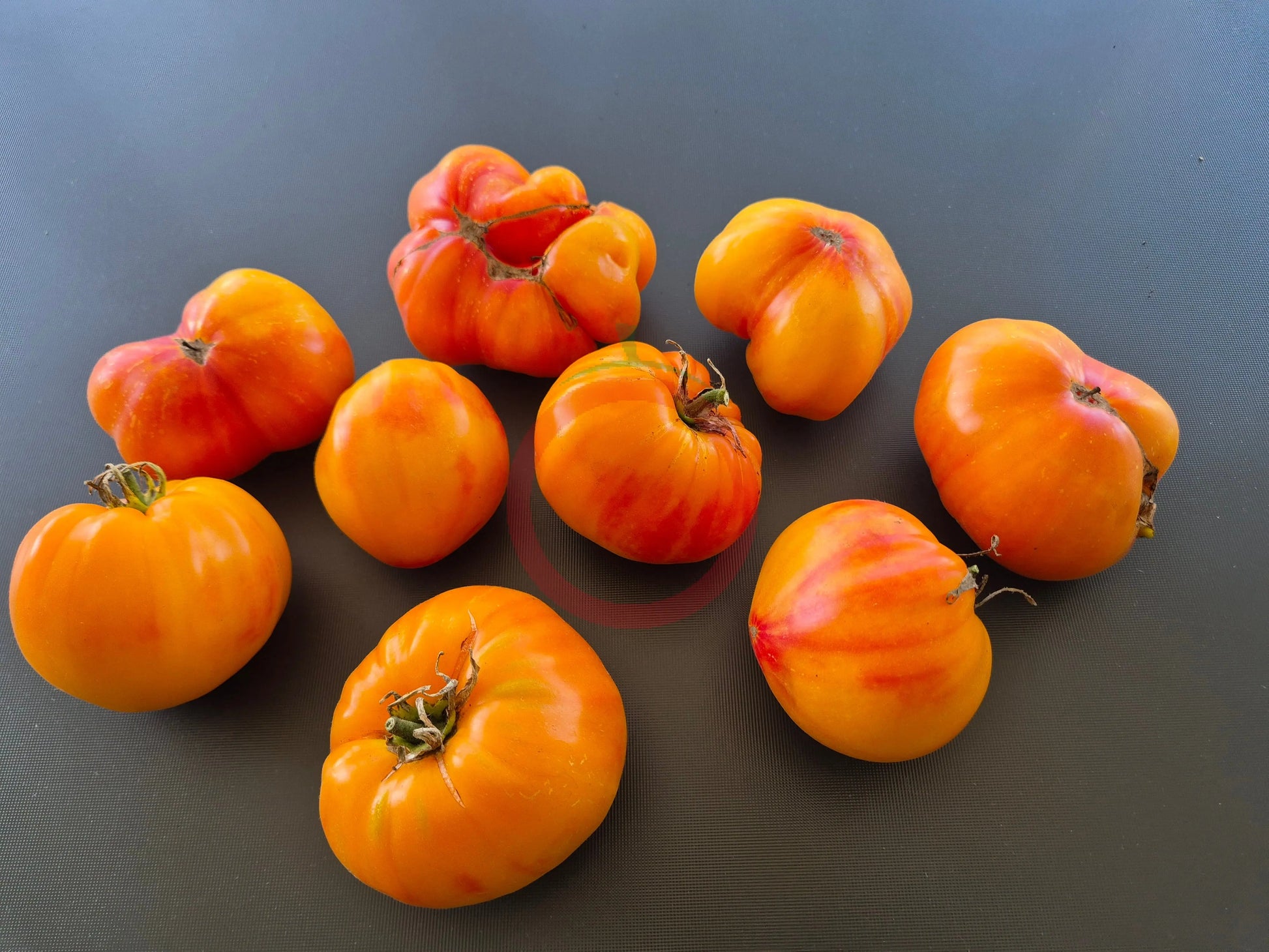 Ananas Malibu DER TOMATENFLÜSTERER