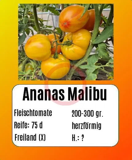Ananas Malibu DER TOMATENFLÜSTERER